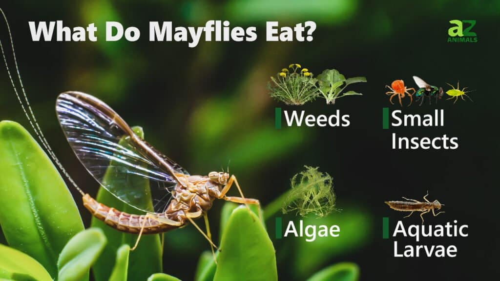 What Do Mayflies Eat