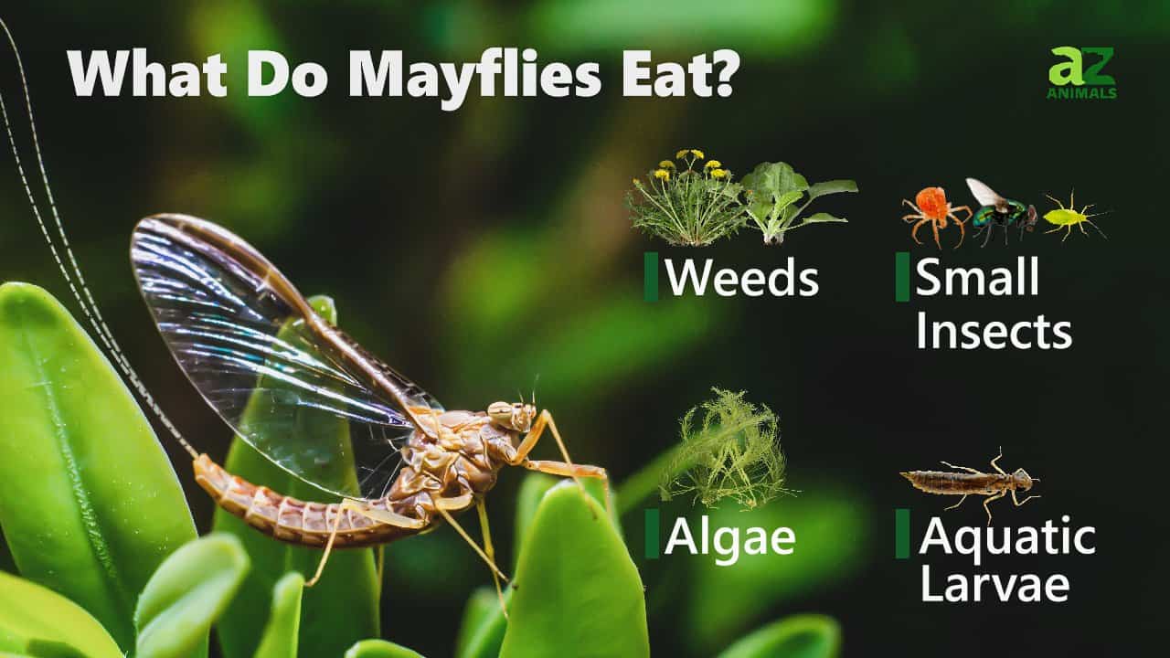 What Do Mayflies Eat? - A-Z Animals