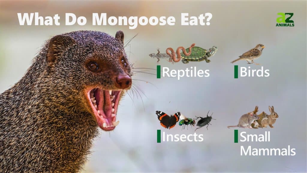 What Do Mongooses Eat? Everything You Need to Know About Their Diet