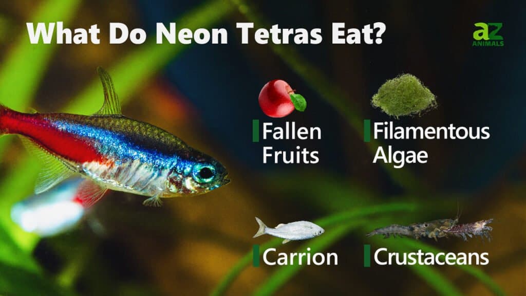 food for tetra neon