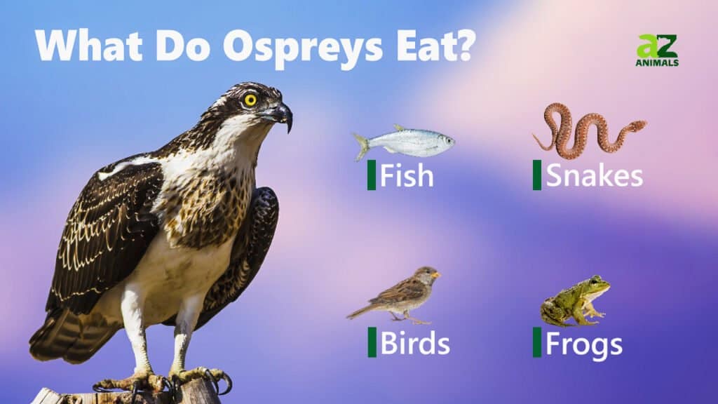 What Do Ospreys Eat