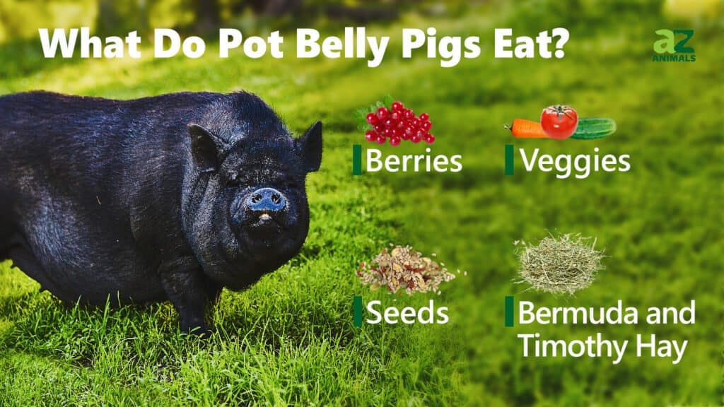 What Do Pot Belly Pigs Eat