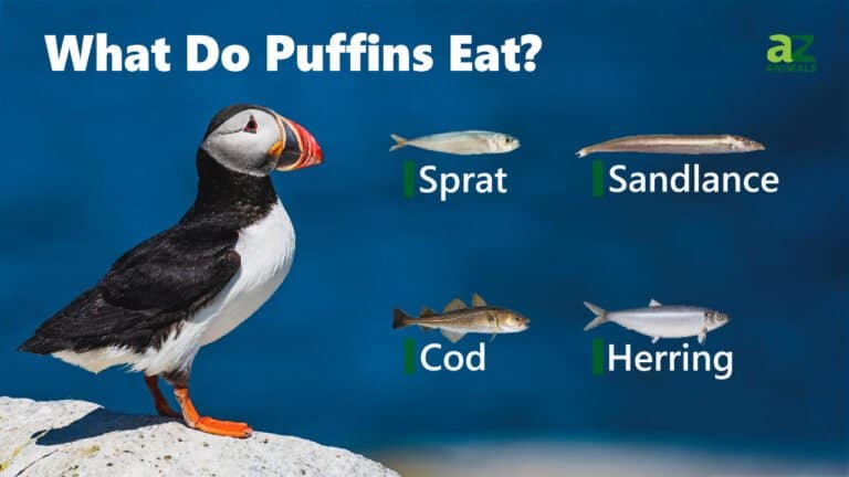Puff Eat Types What Do Puffins Eat? 20 Favorite Foods in their Diet - A-Z Animals