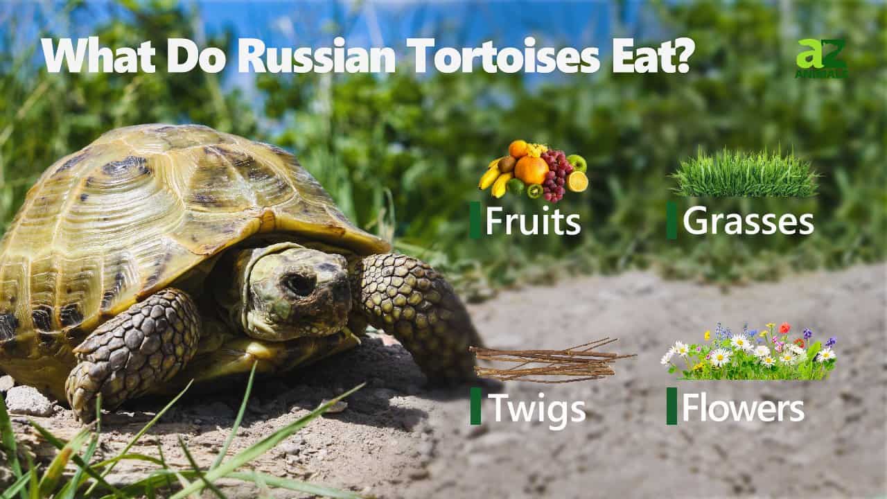 What Do Russian Tortoises Eat? Their 5+ Favorite Foods AZ Animals