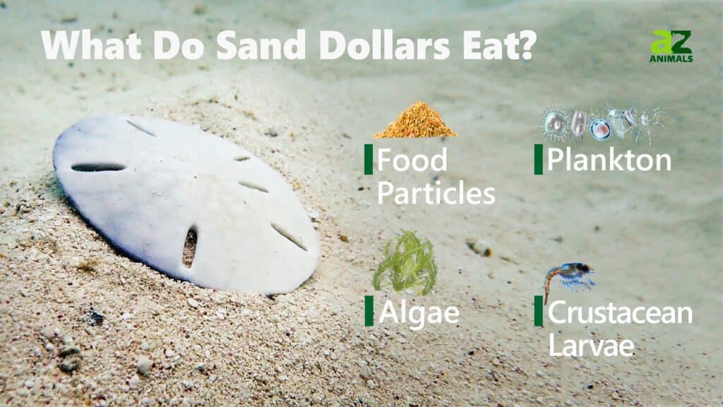 What Do Sand Dollars Eat? Everything You Need to Know - AZ Animals