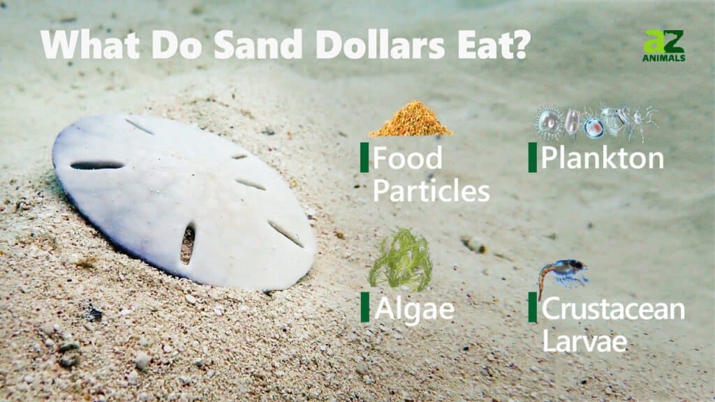 9 Fascinating Facts About Sand Dollars