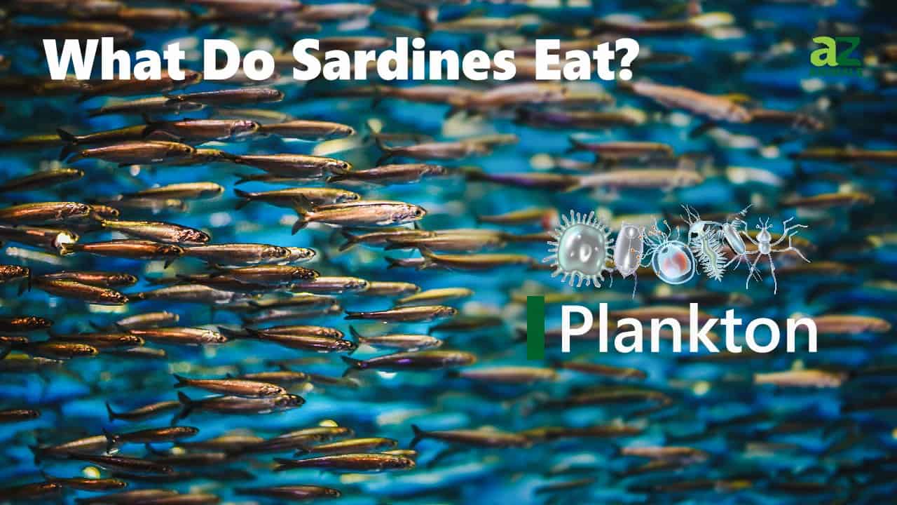 What do Sardines Eat? 11 Foods in their Diet - A-Z Animals
