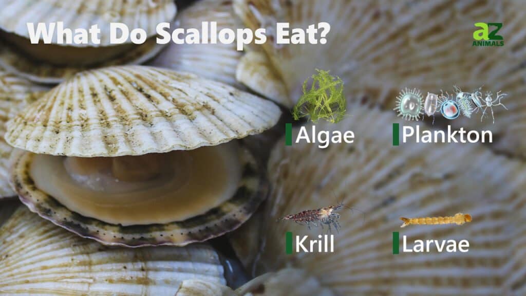 what-do-scallops-eat-a-z-animals