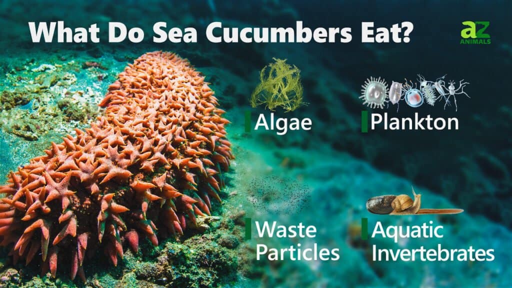 What Do Sea Cucumbers Eat