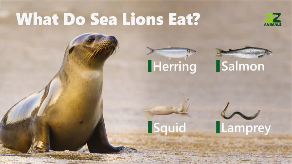 What Do Sea Lions Eat