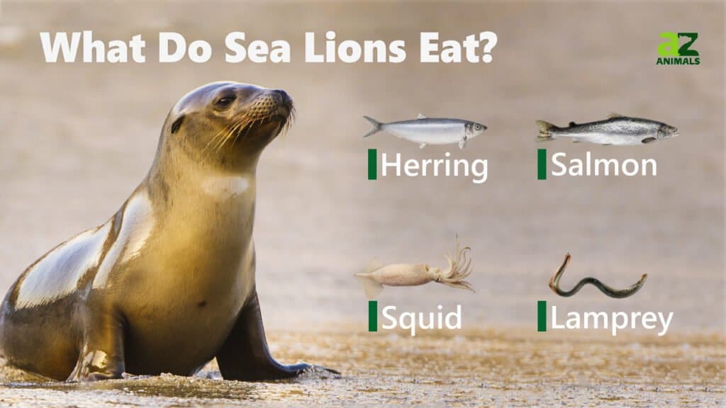 What Do Sea Lions Eat? IMP WORLD