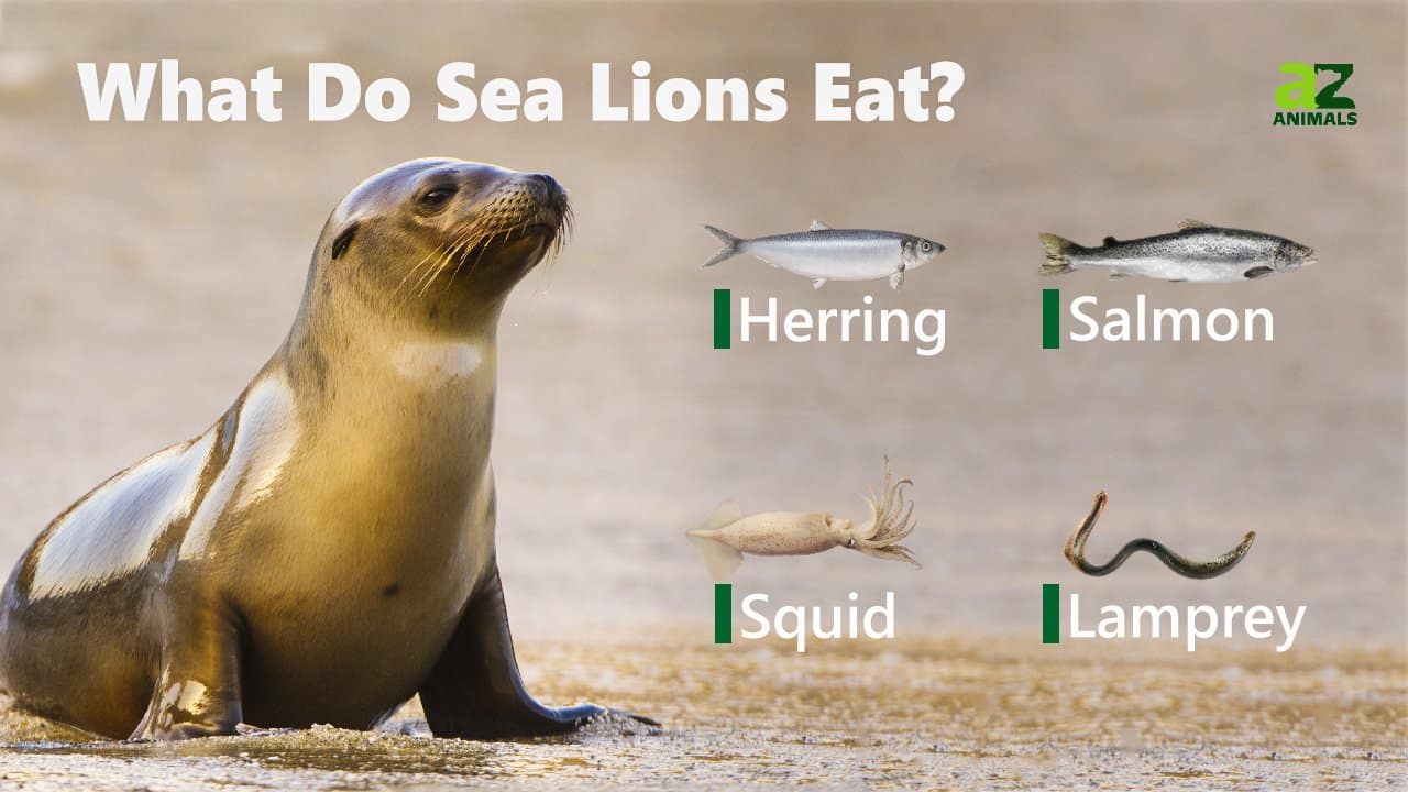 What Do Sea Lions Eat? AZ Animals