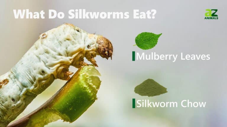 What Do Silkworms Eat? 6 Common Foods in Their Diet - A-Z Animals