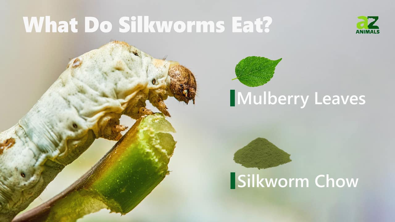 What Do Silkworms Eat? 6 Common Foods In Their Diet - A-z Animals