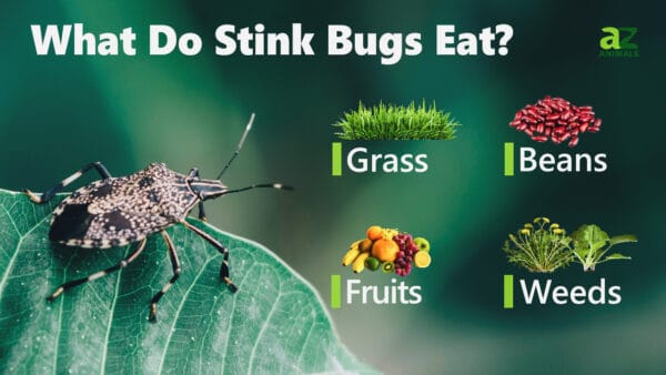 What Do Stink Bugs Eat? - A-Z Animals