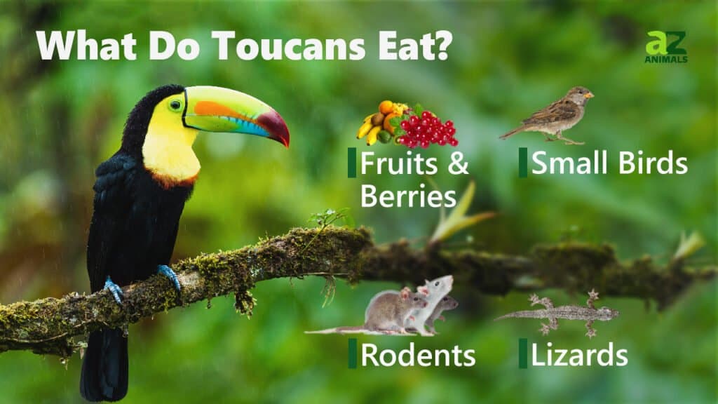 What Do Toucans Eat