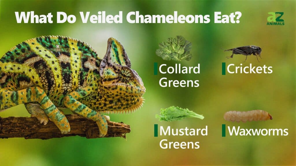 What Do Veiled Chameleons Eat? 7 of their Favorite Foods - A-Z Animals