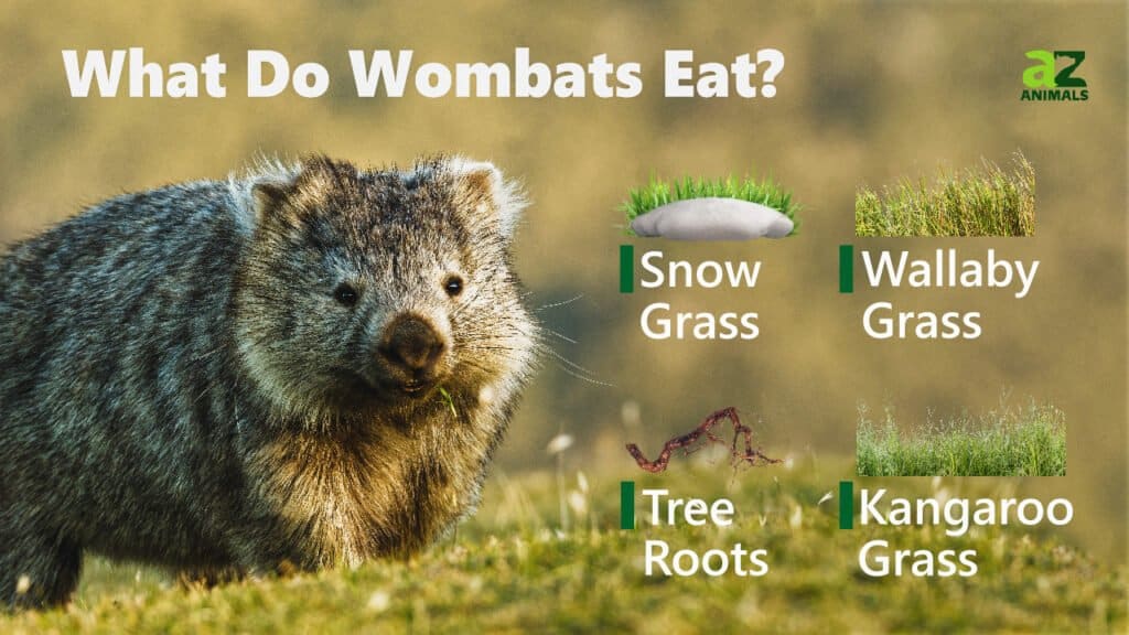 Wombats ăn gì
