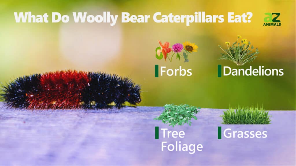 What Do Woolly Bear Caterpillars Eat