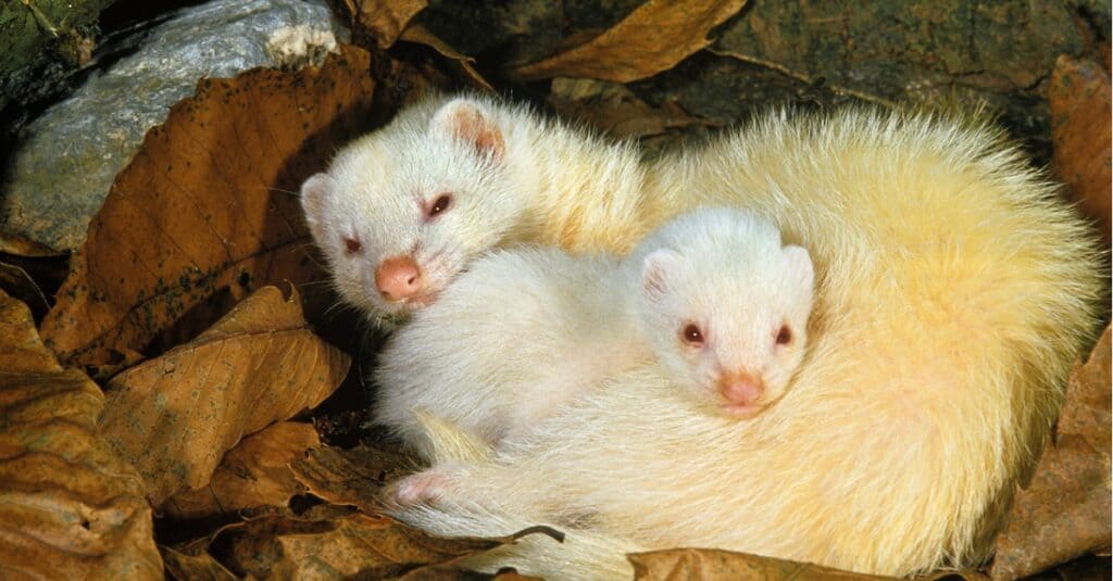 A white female ferret sleeps among the leaves with her cubs.