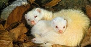 What’s a Group of Ferrets Called? Picture