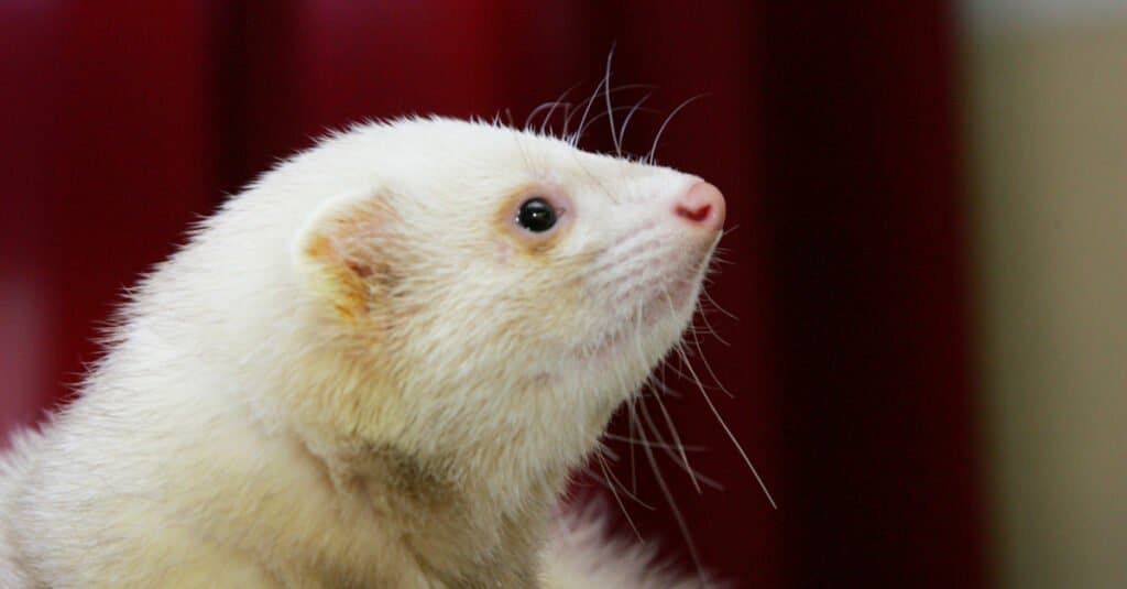 Young white ferret (Mustela putorius furo) close up.