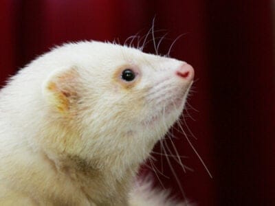 A White Ferret / Albino Ferrets