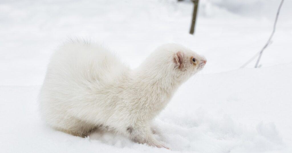 A white ferret playing in the snow.