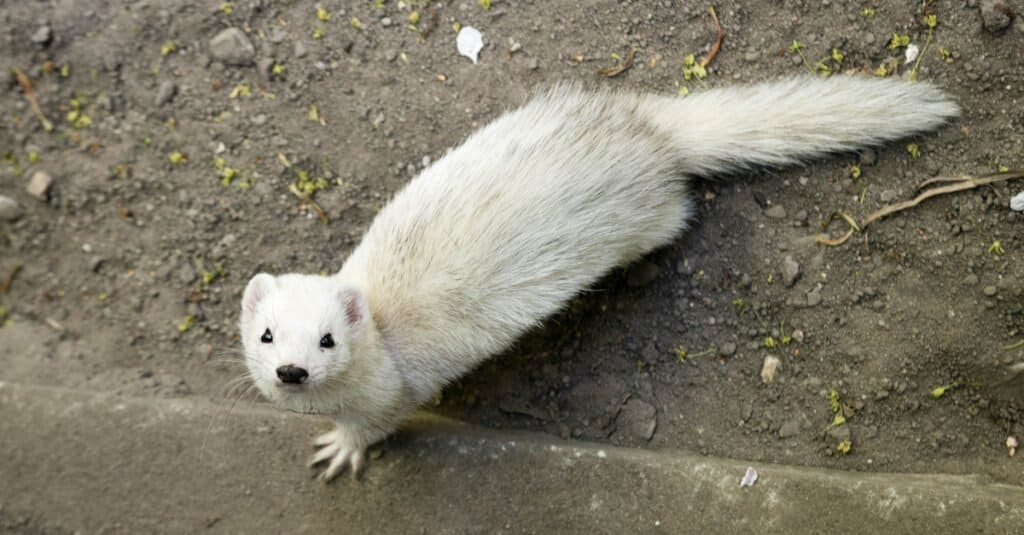 mongoose vs ferret