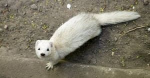 Mongoose vs Ferret: What Are the Differences? Picture