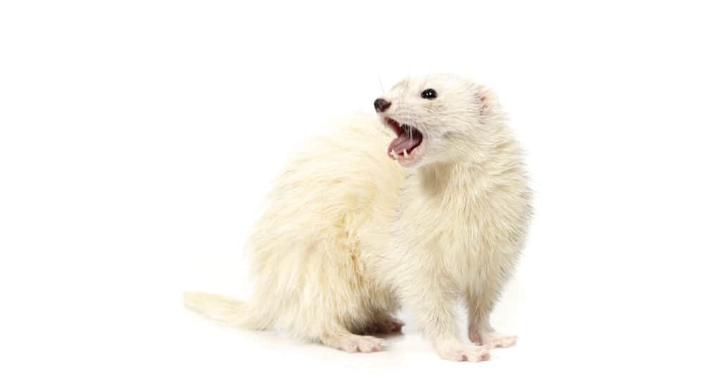 White ferret on white background
