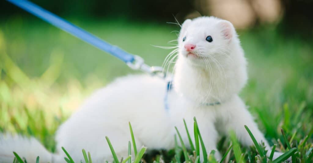 A white domestic ferret taking a walk on a leash in the green grass.
