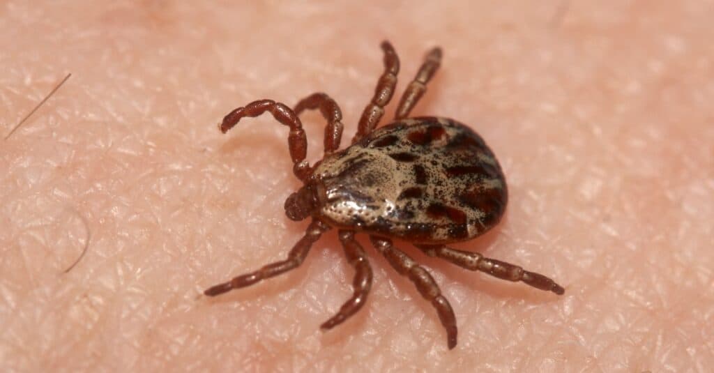 Close-up of wood tick on human skin.