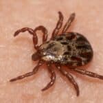 Ornate dog tick