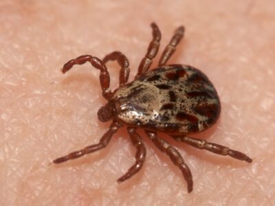 Wood Tick Picture
