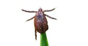 10 Types of Ticks in Maine Picture