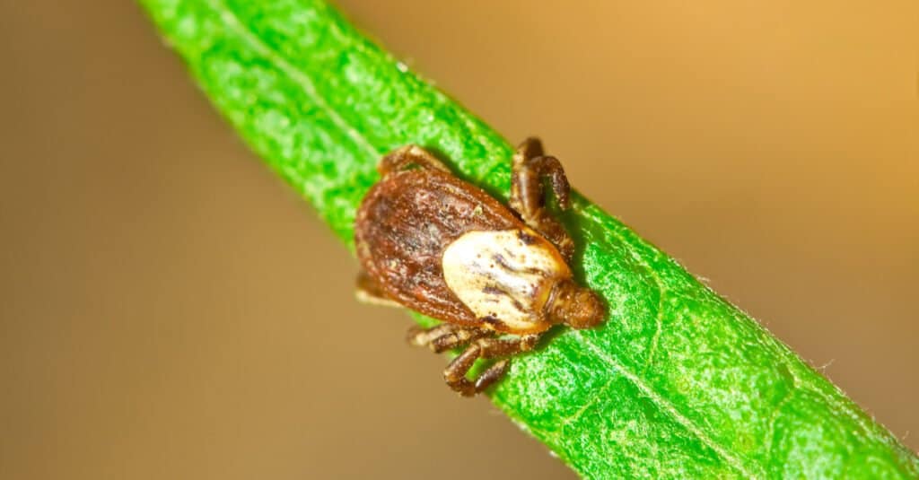 Rocky Mountain Wood Tick, Dermacentor andersoni on a blade of grass.