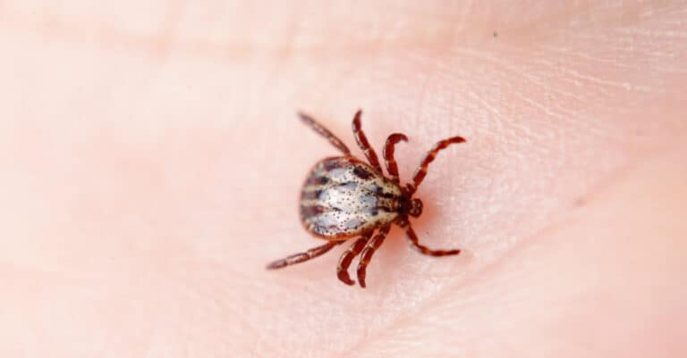 A wood tick on the skin of a human hand.