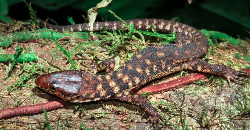 holes movie yellow spotted lizard