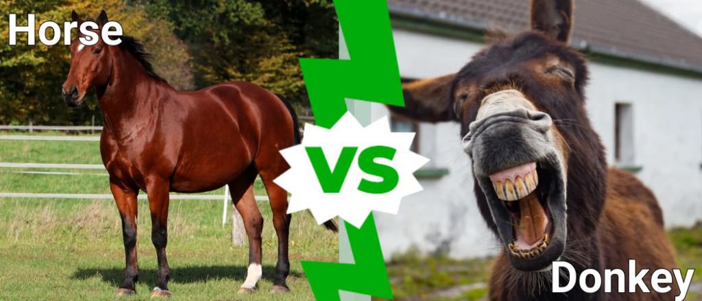 Horse vs Donkey