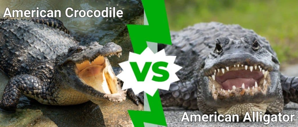 american crocodile vs american alligator