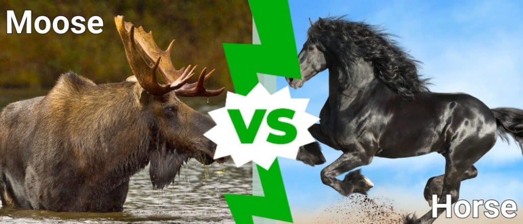 Moose vs Horse
