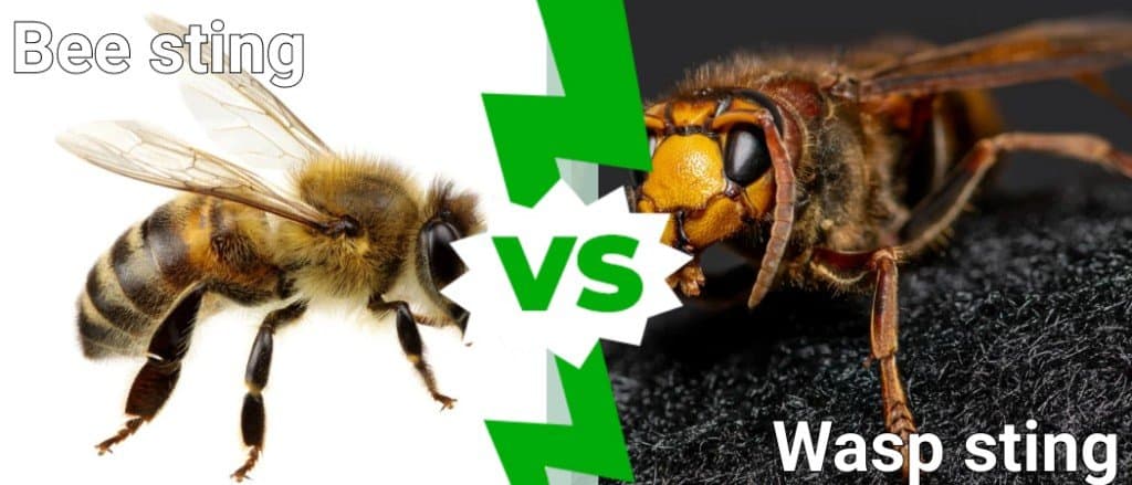 Bee sting vs Wasp sting