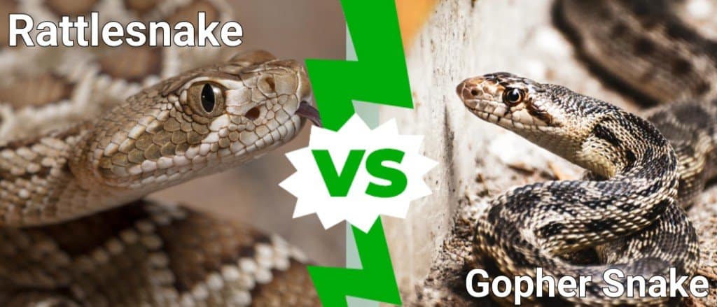 Rattlesnake vs Gopher Snake