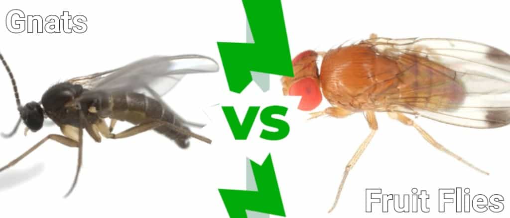 gnat vs. fruit fly