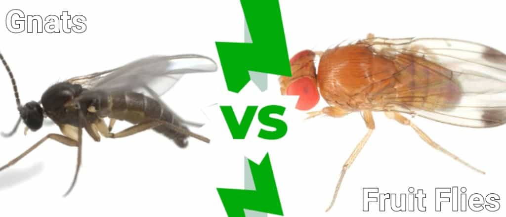 How to get rid of fungus gnats and fruit flies: The Katchy bug trap