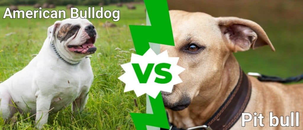 American Bulldog vs Pit bull