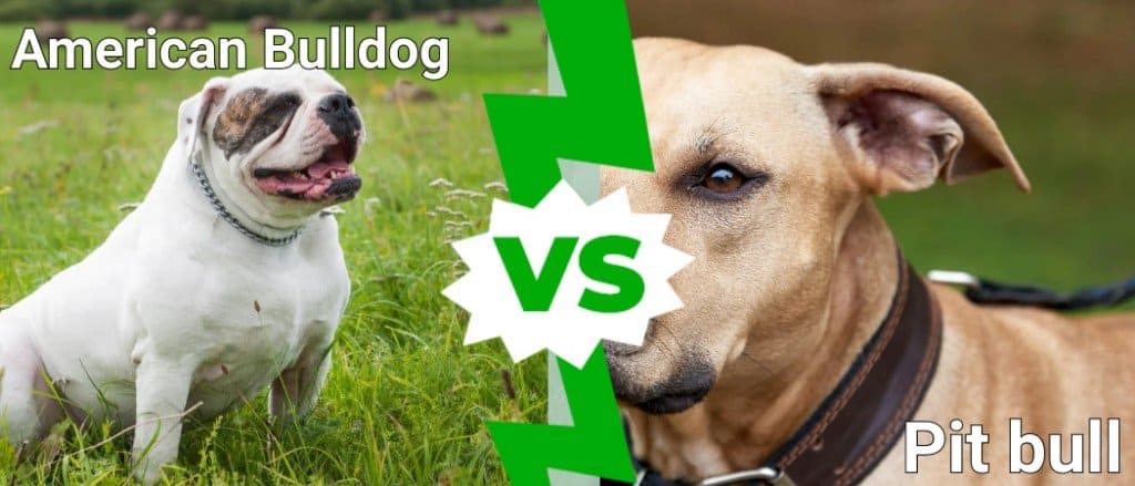 are bulldogs and pitbulls related