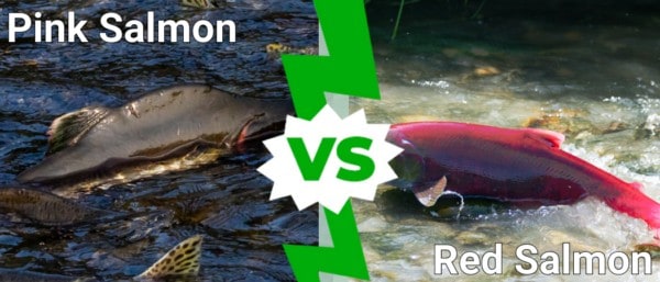 Red Salmon Vs Pink Salmon: What Are the Differences? - A-Z Animals