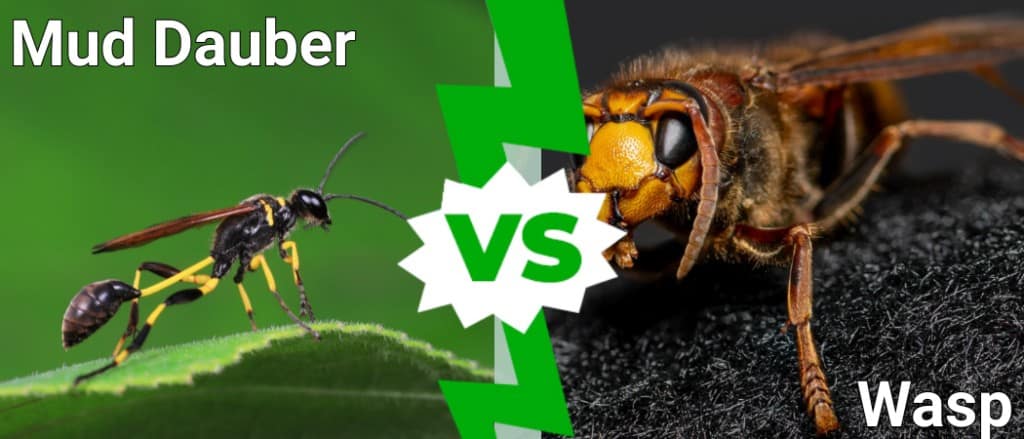 Mud Dauber vs Wasp